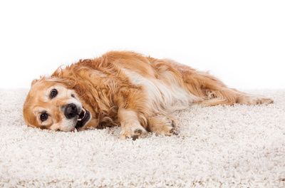 Retriever sind besonders gut als Therapiehunde geeignet; © jessica lohmann / pixelio.de